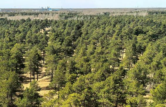 Китай строит свою «великую зелёную стену»